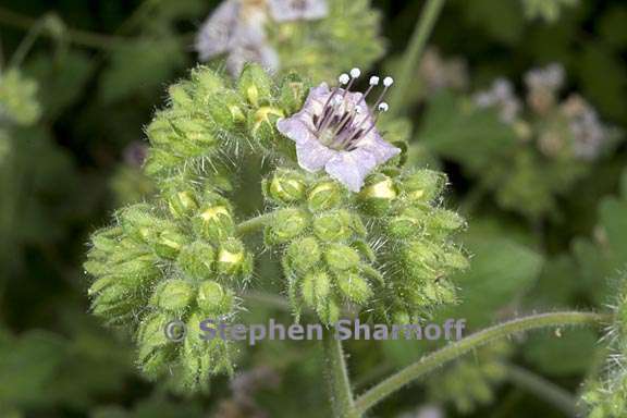 phacelia ramosissima 4 graphic